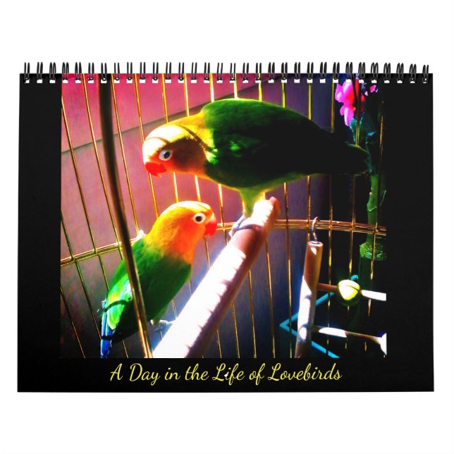 Calendário Um Dia da Vida dos Pássaros (Capa)