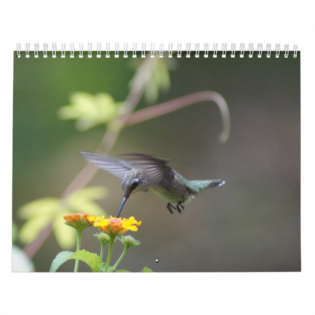 Calendário Um toque do sol (Capa)