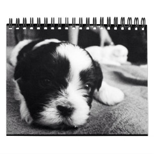 Calendário Uma dose diária da panda