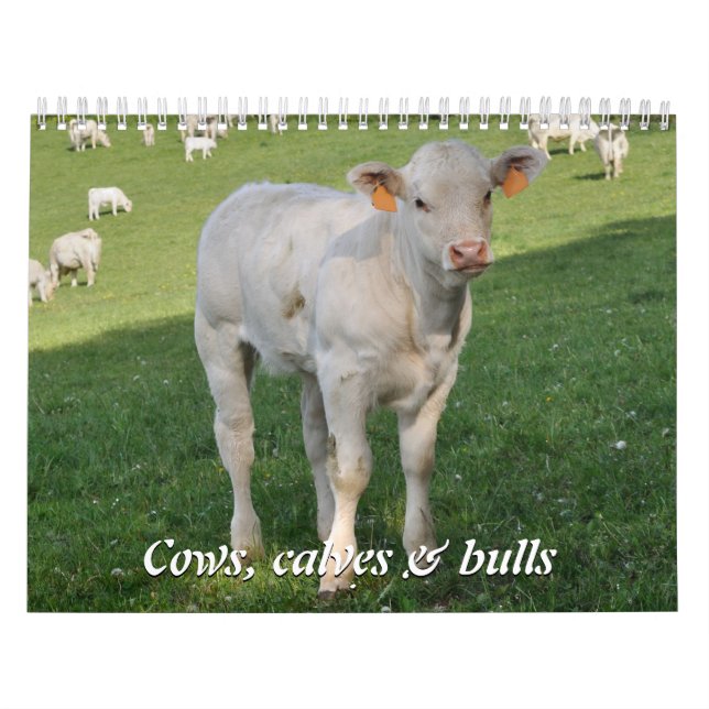 Calendário Vacas, vitelas & touros 2016 (Capa)