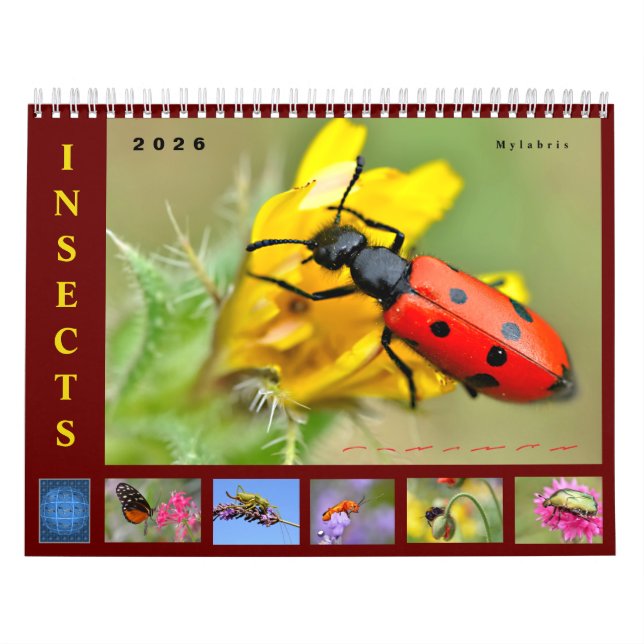 Calendário Various insects 12 month calendar (Capa)