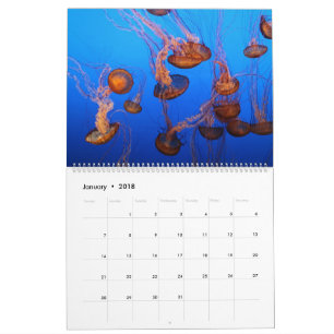 Calendário Vida marinha