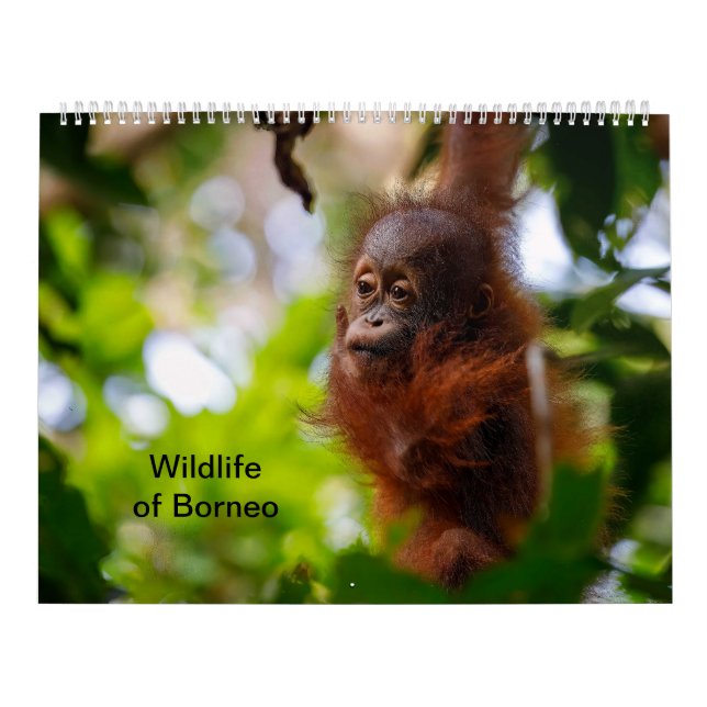Calendário Vida selvagem de Borneo (Capa)