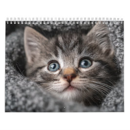Calendário Warm Aesthetic Animal | Cozy Cat Photography Wall