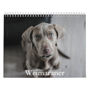 Calendário Weimaraner