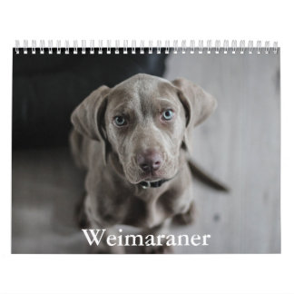 Calendário Weimaraner