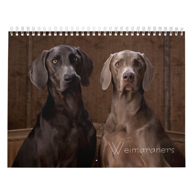 Calendário Weimaraners (Capa)
