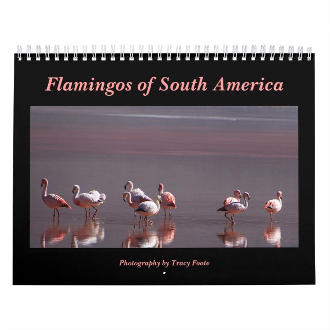 Calendário Wild Flamingo South America Birds (Capa)