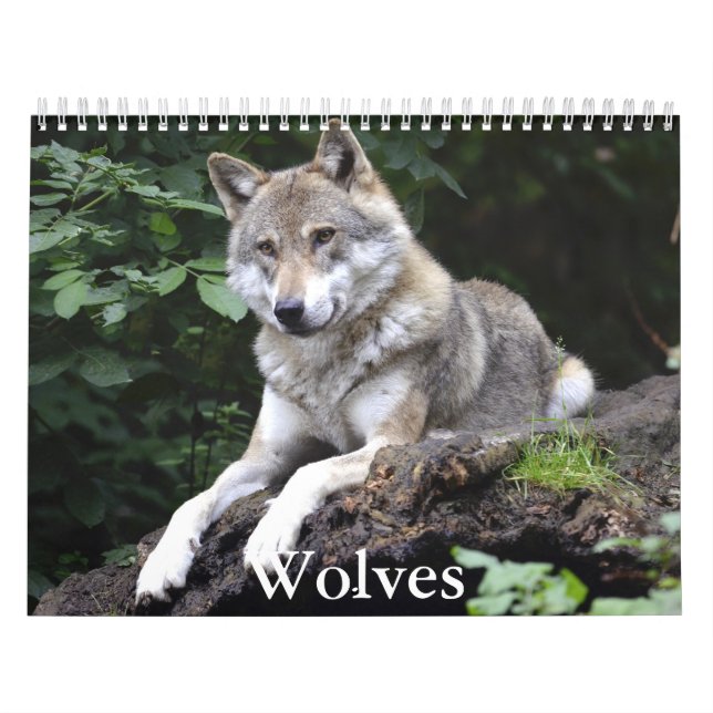 Calendário Wolf Calendar (Capa)