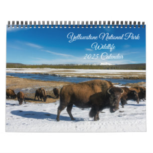 Calendário Yellowstone-Wildlife Calendar