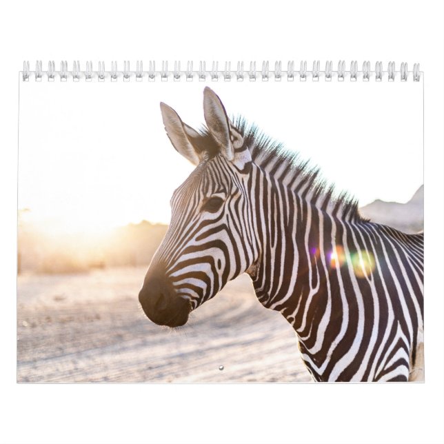 Calendário Zebra (Capa)