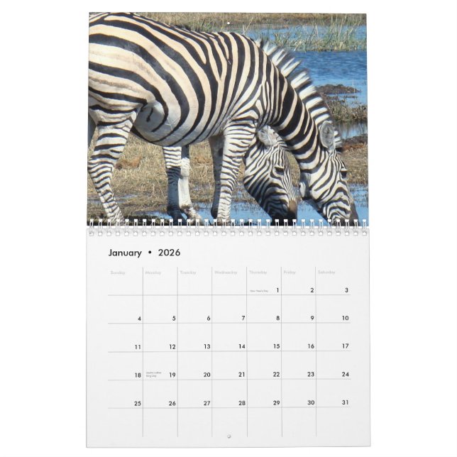 Calendário Zebra (Jan 2026)