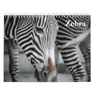 Calendário Zebra 2027