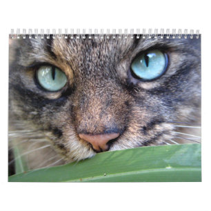 Calendários do gato de racum de Maine