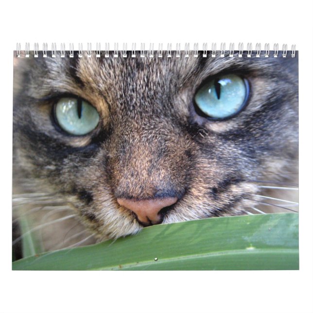 Calendários do gato de racum de Maine (Capa)
