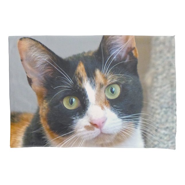 Calico Cat (Frente)