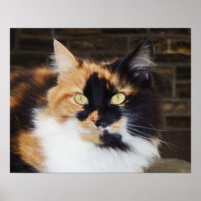 Calico cat Poster (Frente)