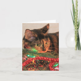 Calico de Natal, Cat gosta de luzes! Notas de vazi