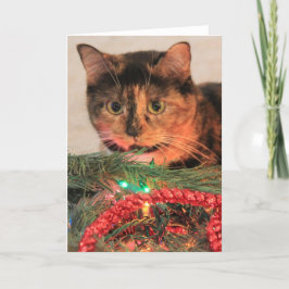 Calico de Natal, Cat gosta de luzes! Notas de vazi
