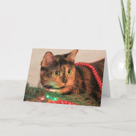 Calico de Natal, Cat gosta de luzes! Notas de vazi