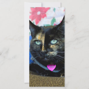 Calico III
