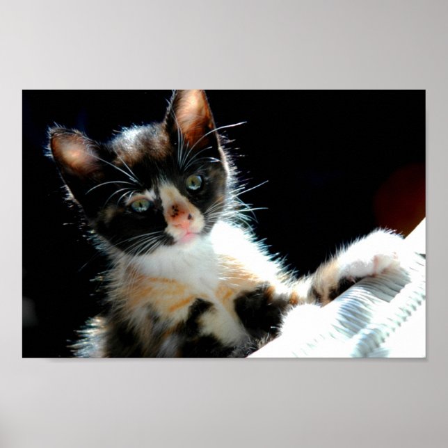 Calico Kitten Poster (Frente)