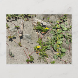 CALIFÓRNIA COLOR CELEBRAÇÃO: cartão postal de sete