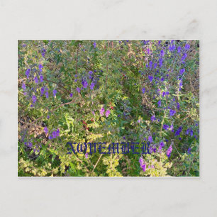 CALIFÓRNIA CORES NATIVAS: CARTÃO POSTAL DE NOVEMBR