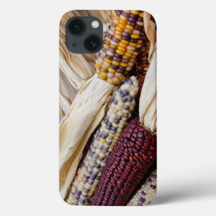 California. Fall Harvest Colorful Indian Corn