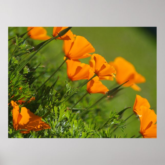 California Poppies 2011 Impressão (Frente)