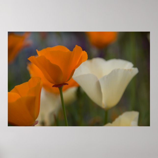 California Poppies Poster (Frente)