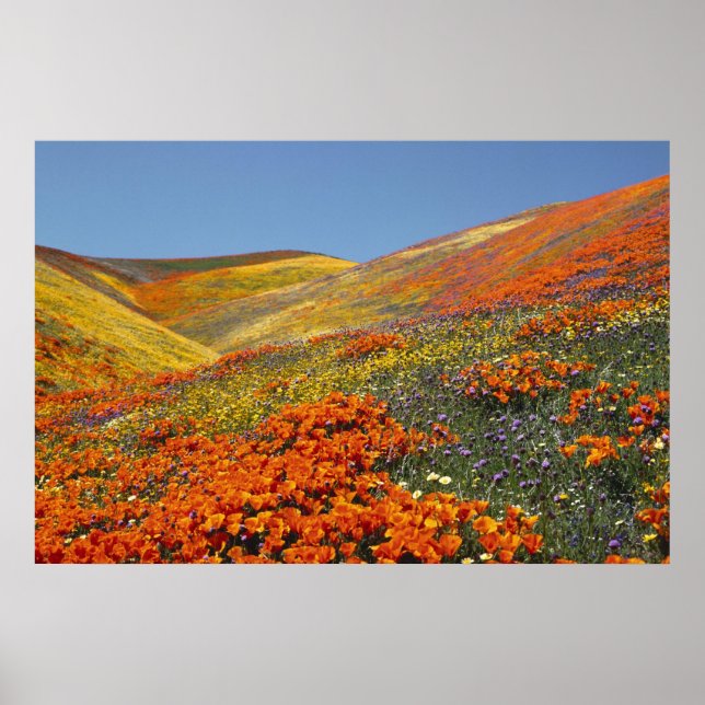 California Poppies Poster DE 8,99 (Frente)