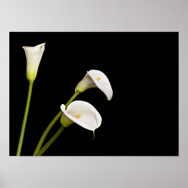 Calla lillies impressão (Frente)