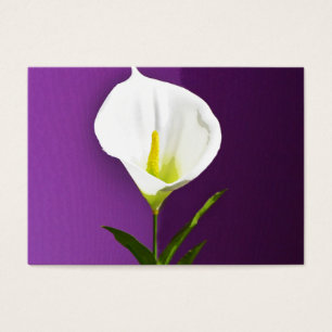 Calla Lilly