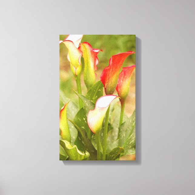 Calla Lily Canvas (Frente)