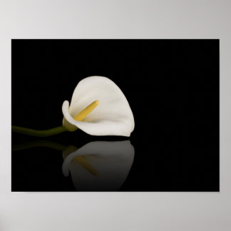 Calla Lily impressão