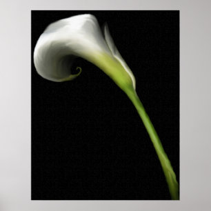 Calla Lily Impressões