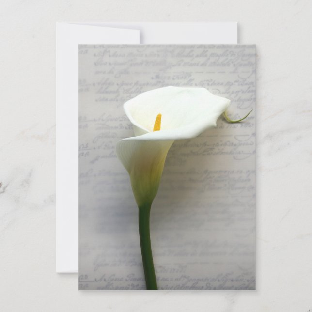 calla Lily no convite para escrita manual (Frente)