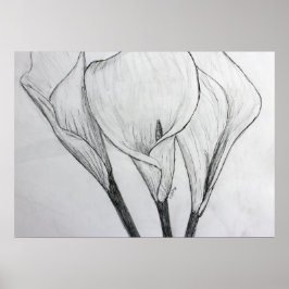 Calla Lily Pencil Sketch Drach Impressão