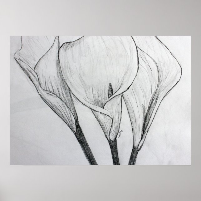 Calla Lily Pencil Sketch Drach Impressão (Frente)