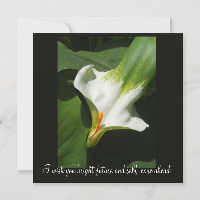 Calla Lily, Zantedeschia (Frente)