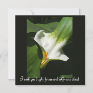Calla Lily, Zantedeschia