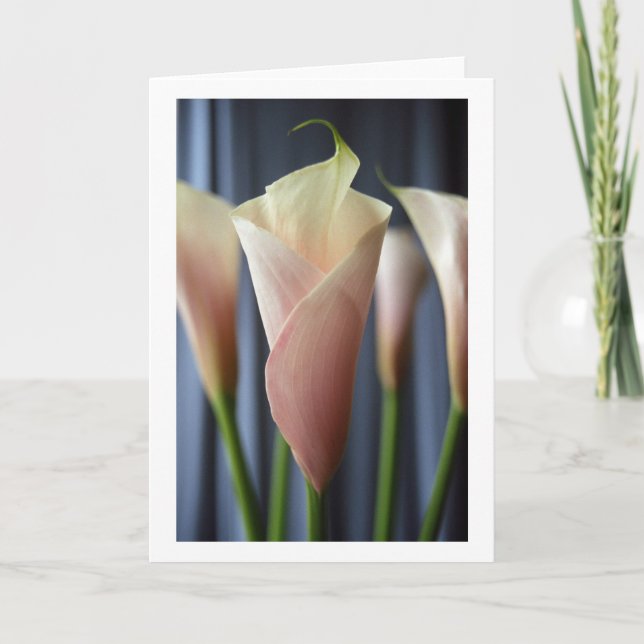 Calla White Calla Lily - Cartões de saudação (Frente)