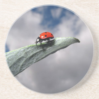 Calma do joaninha antes da porta copos da