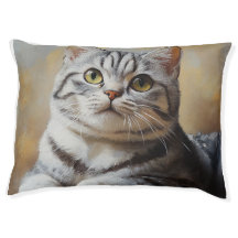 Gato American Shorthair 