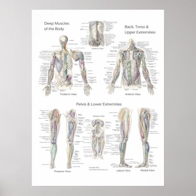 Camadas Profundas Poster da Anatomia Muscular (Frente)