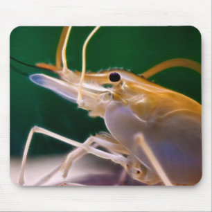Camarão de incandescência - Mousepad