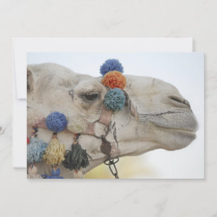 Camel
