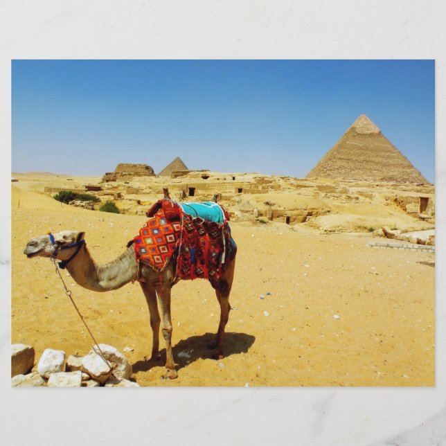 Camel (Frente)