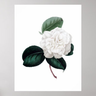 Camellia, flor branca, impressão botânica